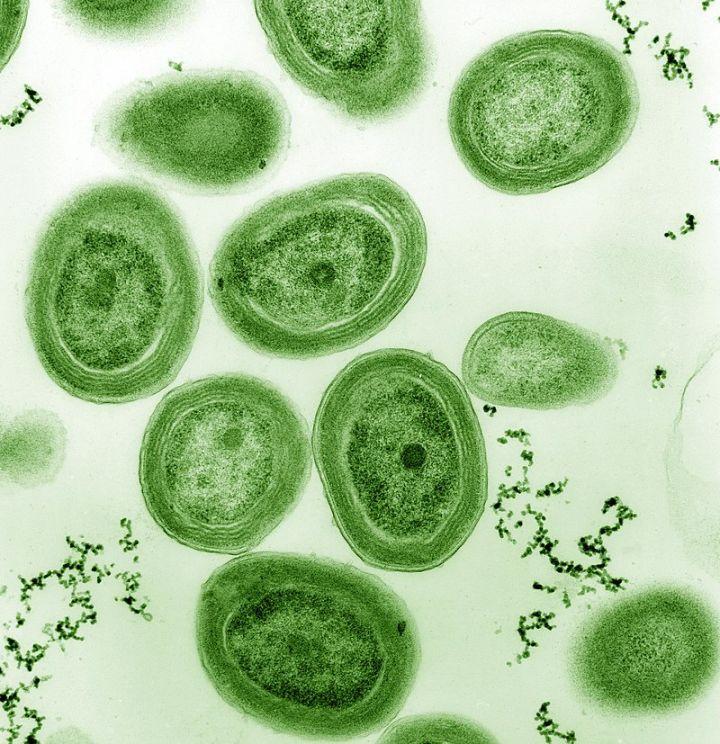 地球上最小的光合自养生物有哪些（原绿球藻究竟有多小）-第2张图片