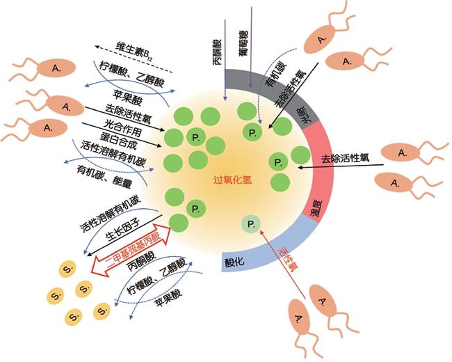 地球上最小的光合自养生物有哪些（原绿球藻究竟有多小）-第4张图片