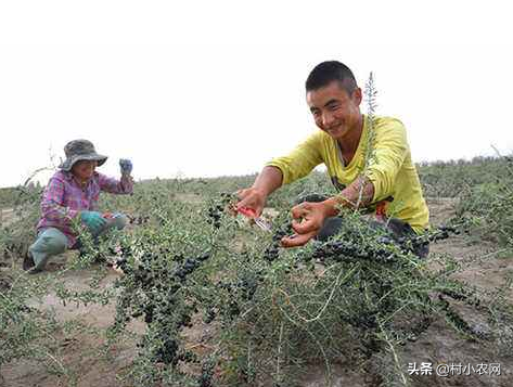 盐碱地适合种什么植物（推荐7种适合盐碱地种植的作物）-第2张图片