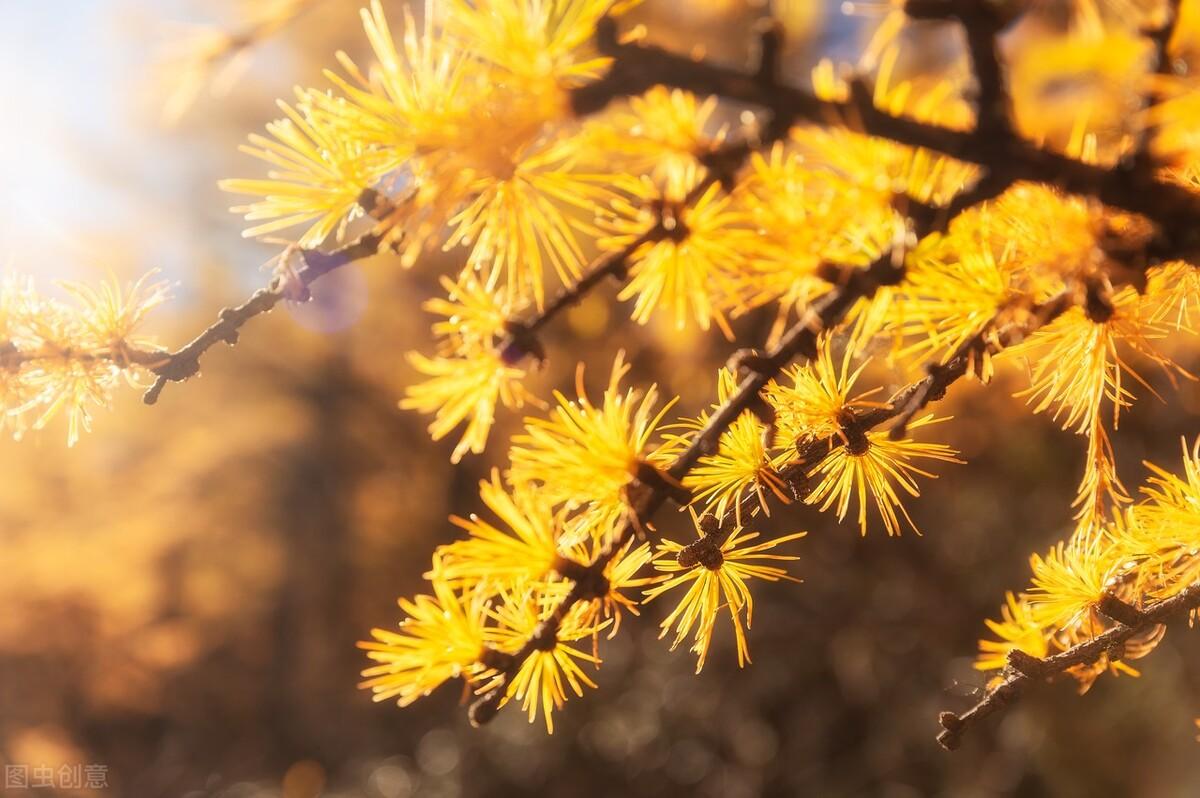 裸子植物有哪些（盘点中国最常见的10种裸子植物）-第3张图片