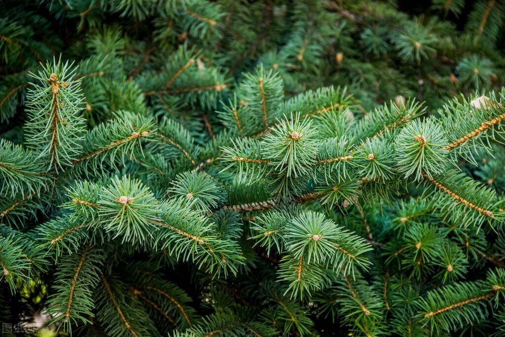 裸子植物有哪些（盘点中国最常见的10种裸子植物）-第4张图片