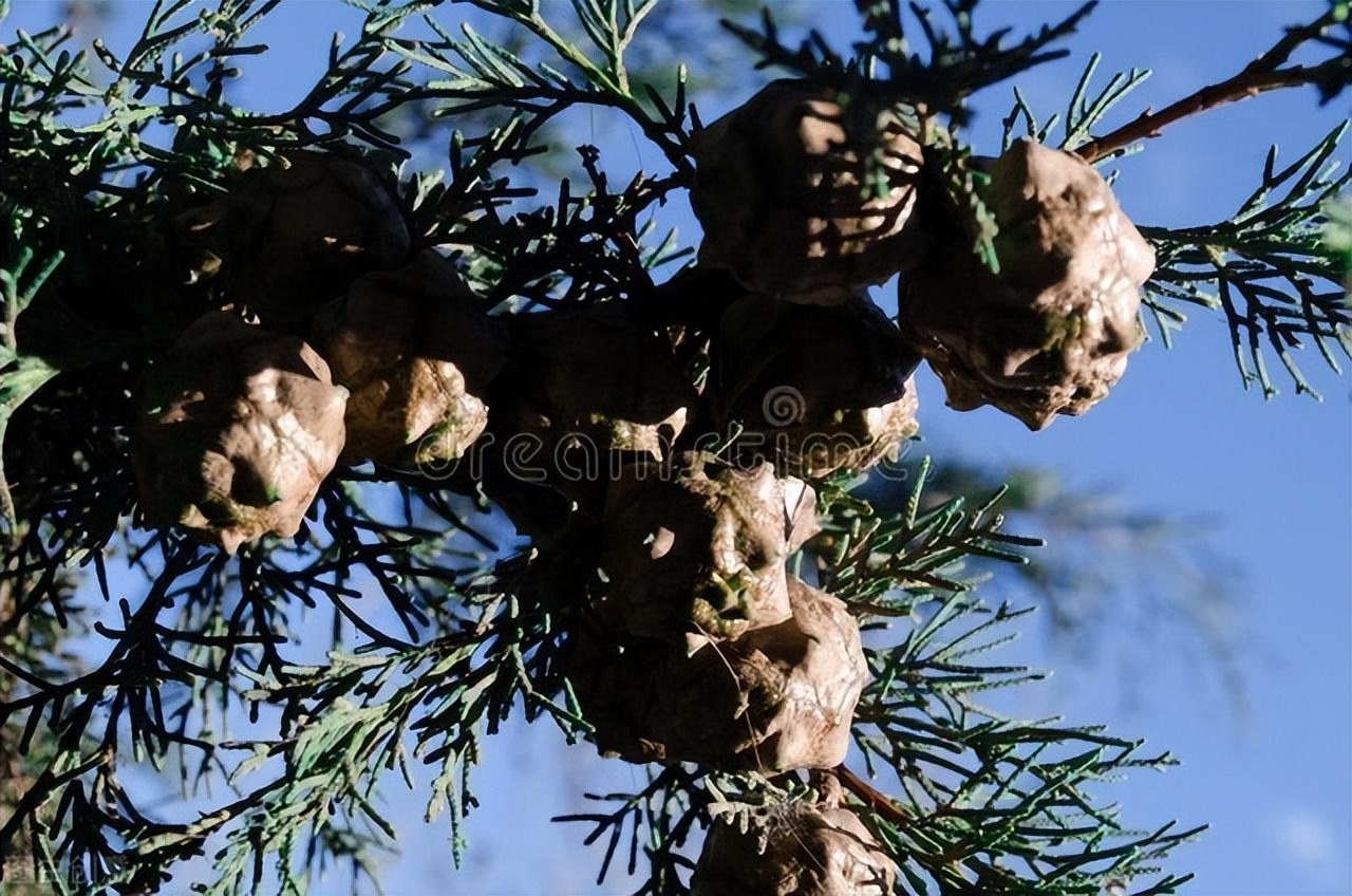 裸子植物有哪些（盘点中国最常见的10种裸子植物）-第10张图片