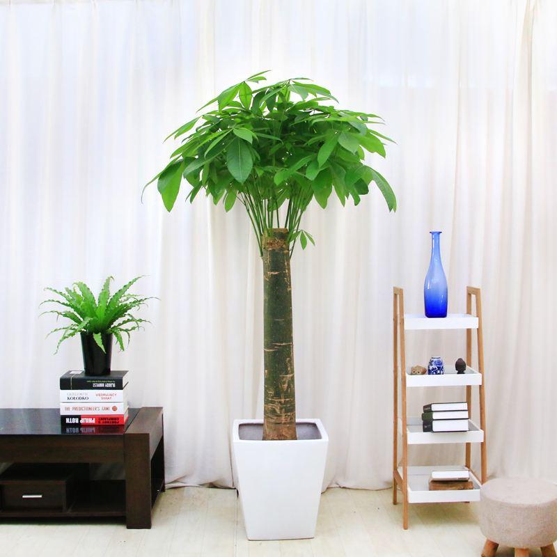 客厅里养什么植物好养又招财（寓意富贵又好养的5种树）-第1张图片