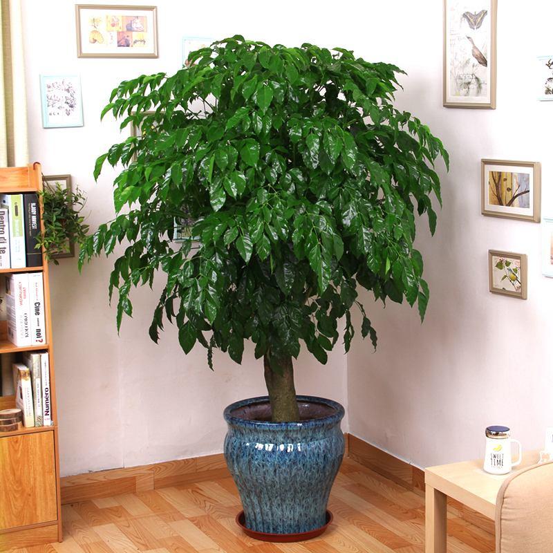 客厅里养什么植物好养又招财（寓意富贵又好养的5种树）-第2张图片