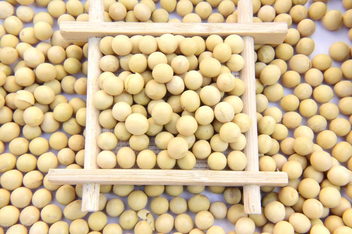 黄豆什么时候种最好（种植黄豆的最佳时间及注意事项）-第1张图片