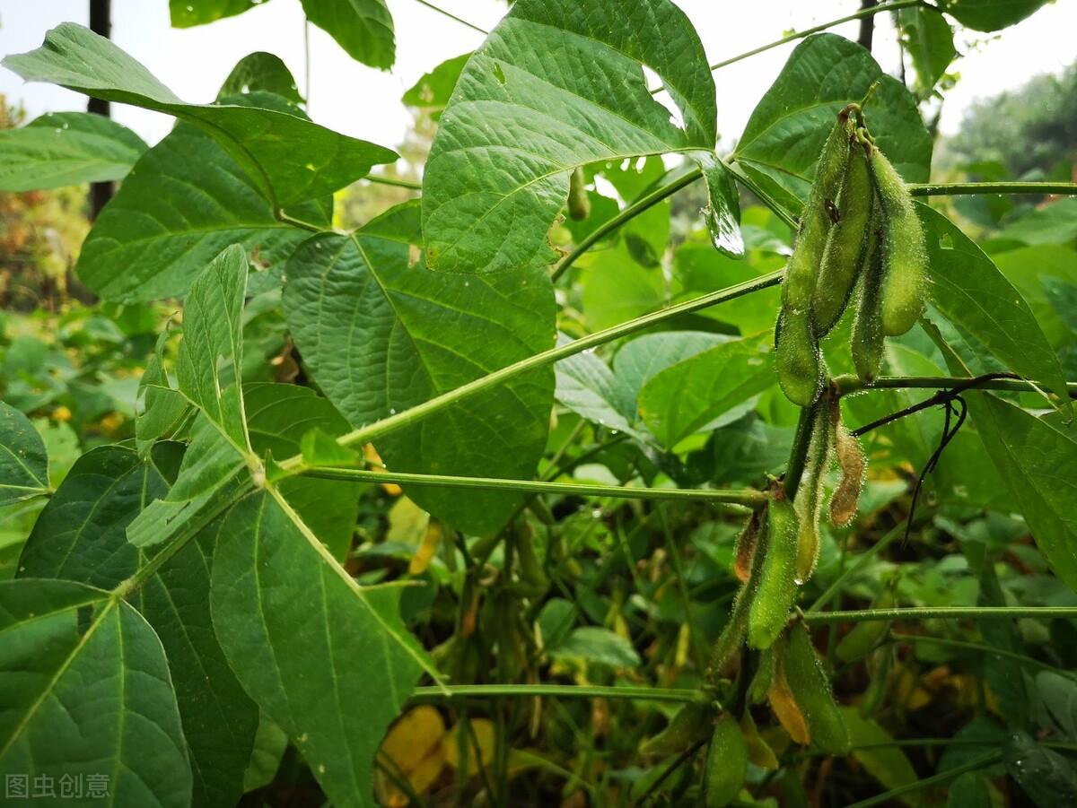 黄豆什么时候种最好（种植黄豆的最佳时间及注意事项）-第2张图片