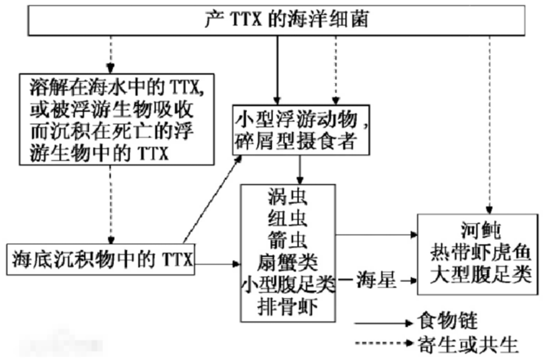 河豚为什么有毒（有人为何明知河豚有毒却还要抢着吃）-第7张图片