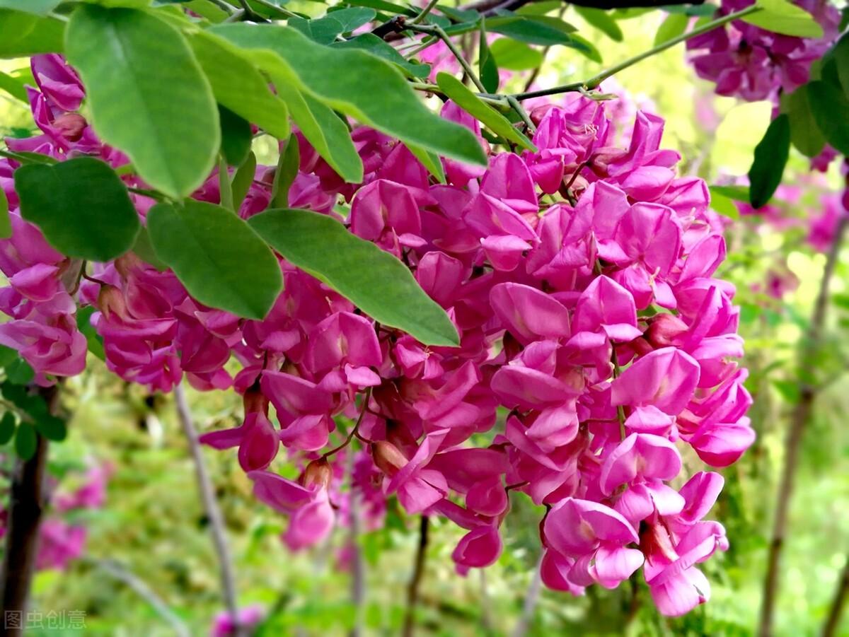 紫色的洋槐花叫什么名字（紫色的洋槐花有食用价值吗）-第1张图片