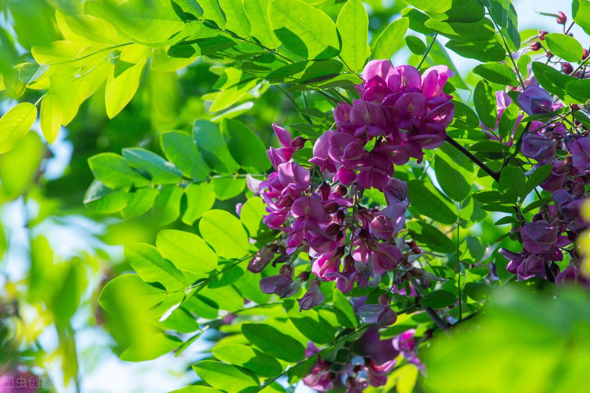 紫色的洋槐花叫什么名字（紫色的洋槐花有食用价值吗）-第5张图片