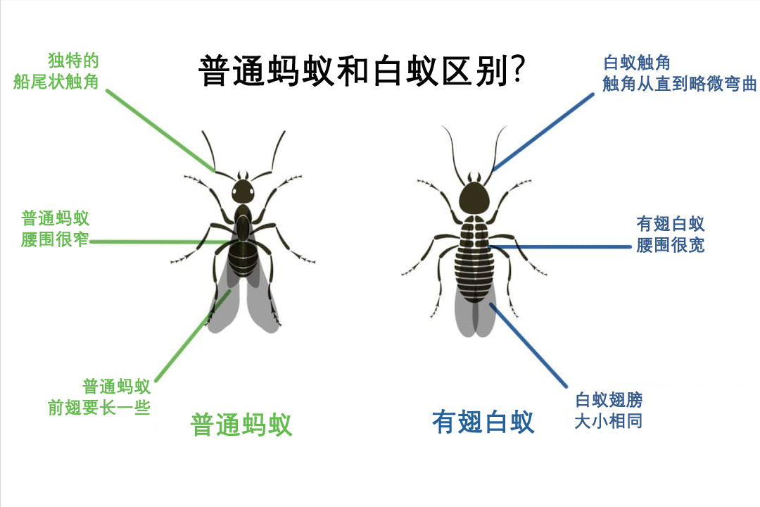 会飞的蚂蚁叫什么（漫天乱飞的白蚁究竟是什么来头）-第4张图片