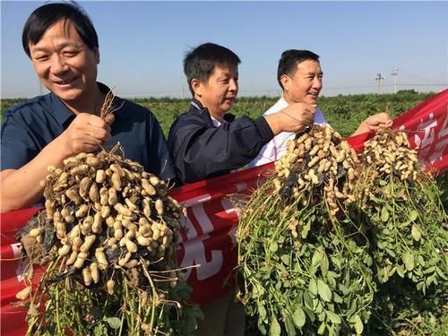 花生控旺用什么药最好（种花生如何科学使用控旺剂）-第9张图片