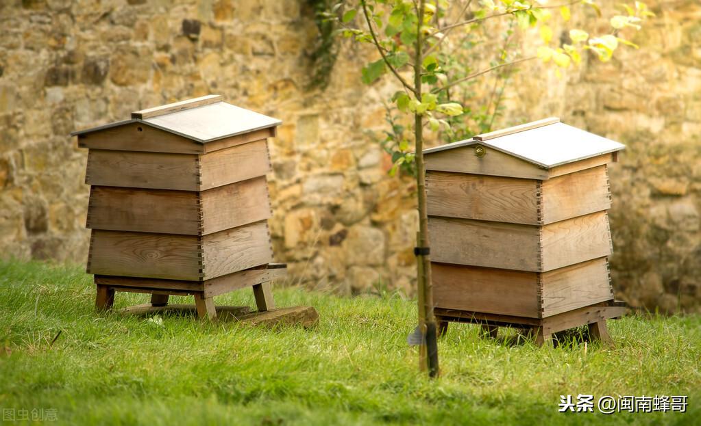 养蜜蜂的技巧和方法（蜜蜂养殖和管理技术简单介绍）-第2张图片