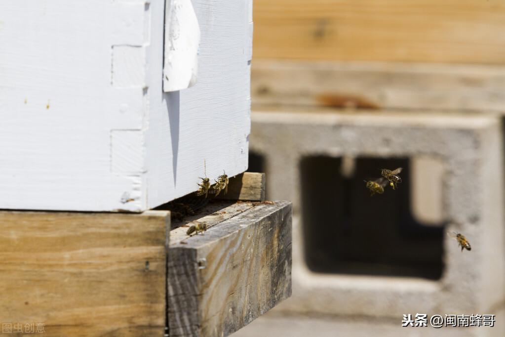 养蜜蜂的技巧和方法（蜜蜂养殖和管理技术简单介绍）-第3张图片