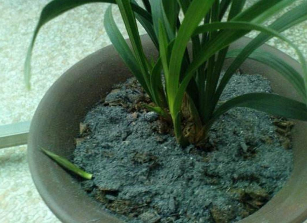草木灰可以直接拌土用养花吗（使用草木灰养花的正确方法）-第8张图片