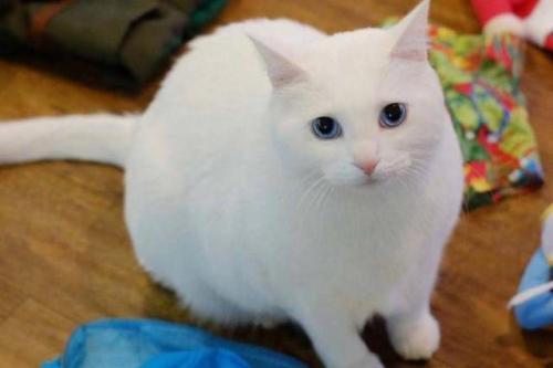 中国土猫品种都有哪些（我国土猫品种花色介绍及图片）-第5张图片