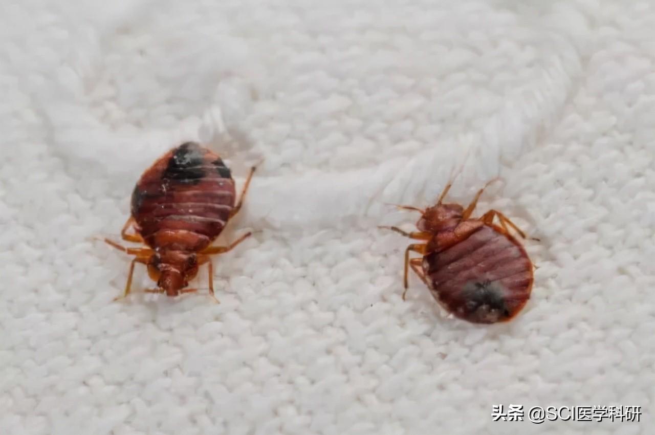 床上经常出现棕褐色的小虫子是什么（床铺上的虱虫怎么消灭）-第2张图片