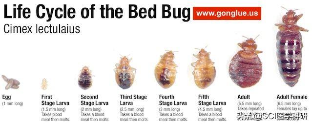 床上经常出现棕褐色的小虫子是什么（床铺上的虱虫怎么消灭）-第3张图片