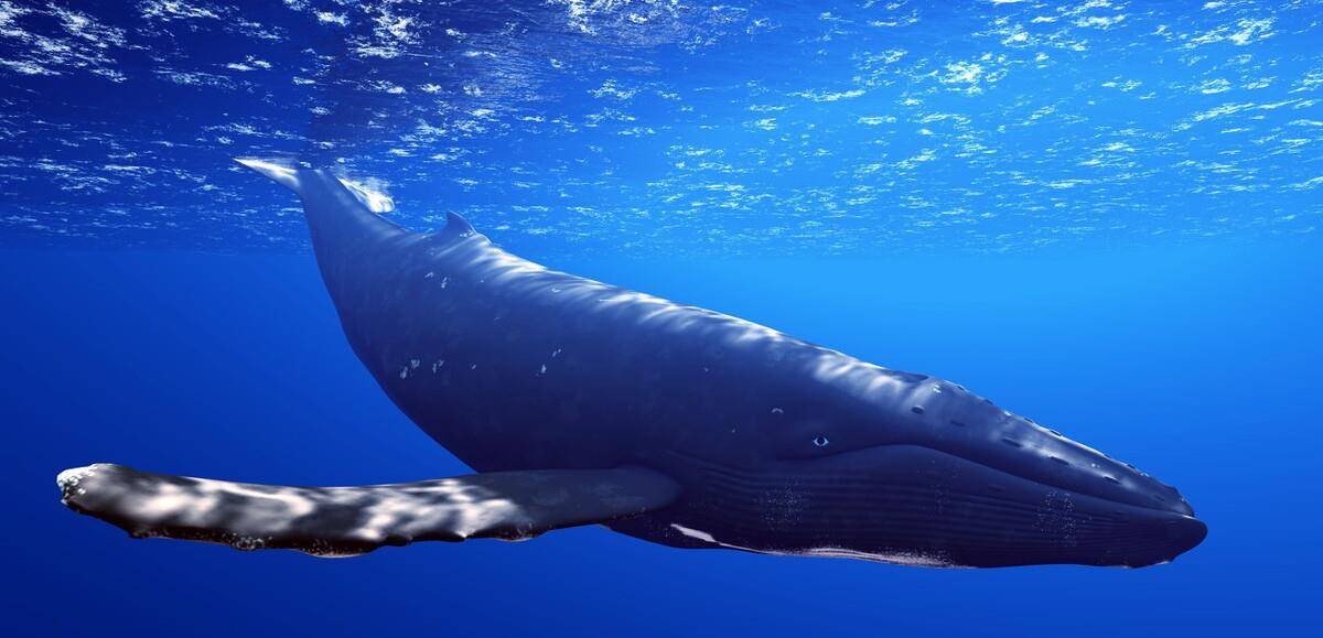 蓝鲸有多大有多重（地球上有史以来最大的生物是什么）-第1张图片
