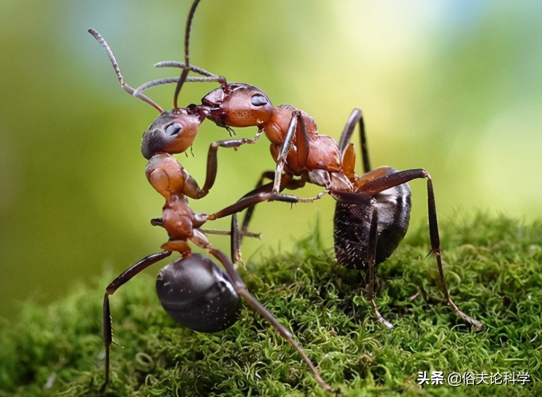 蚂蚁是二维生物吗（为什么说蚂蚁是生活在二维空间的）-第2张图片