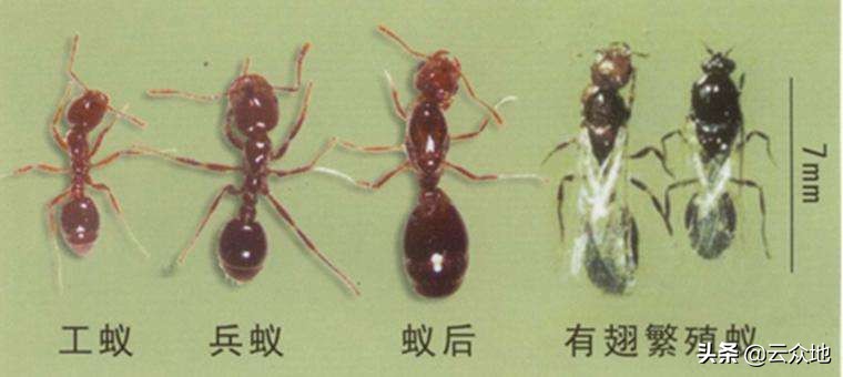 蚂蚁的生活习性简单介绍（蚂蚁的生活环境以及特点）-第2张图片