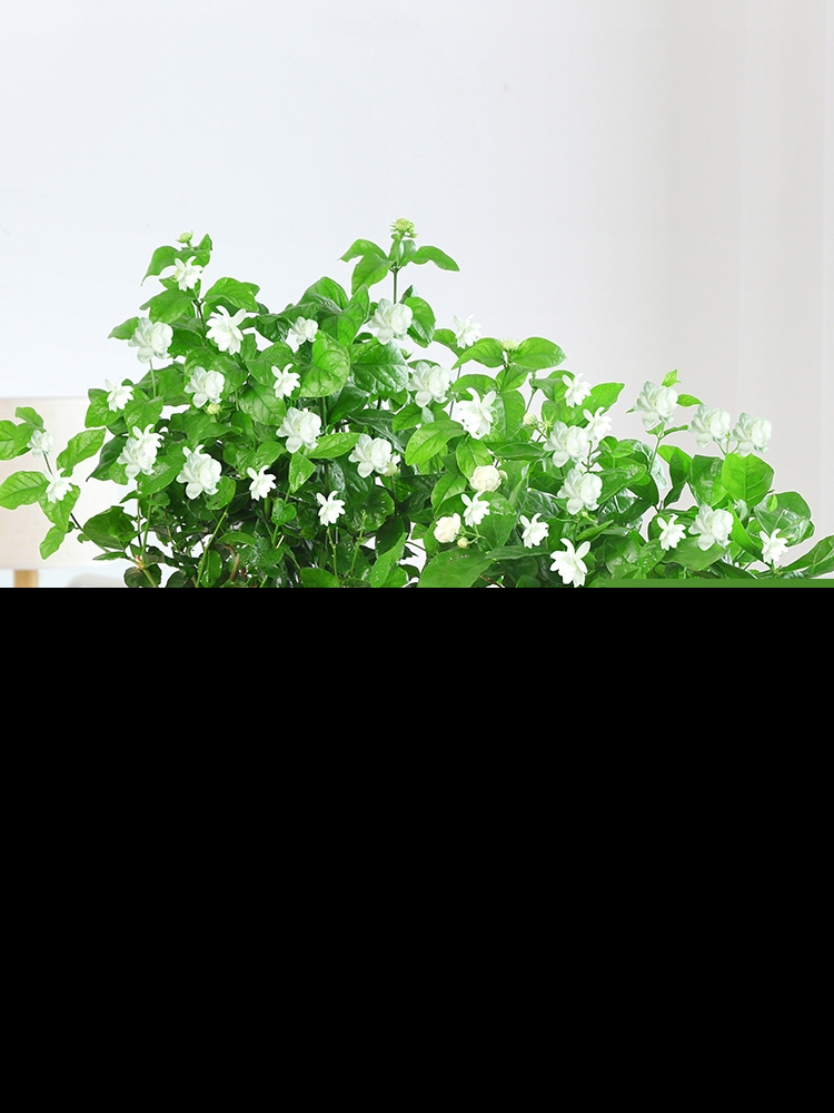 北方茉莉花好养吗（茉莉花适合新手室内还是室外养）-第8张图片