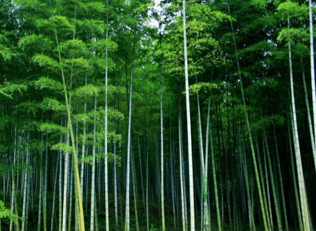 竹子象征着什么品质（竹子的形态特征及象征精神）-第6张图片