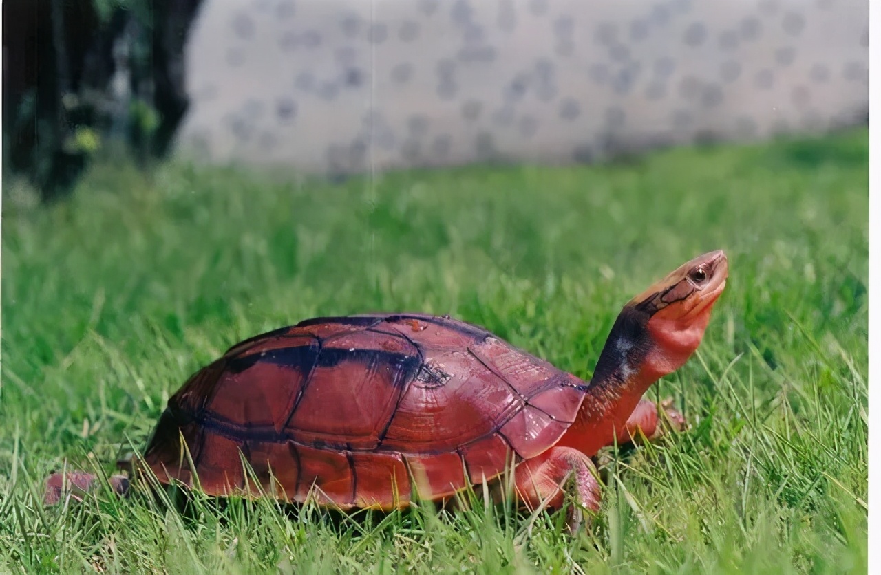 巴西红耳龟的简介（巴西红耳龟在我国属于入侵物种吗）-第11张图片