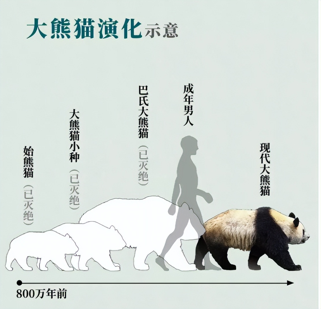 大熊猫生活在什么地方（为什么野生大熊猫只在中国有）-第5张图片