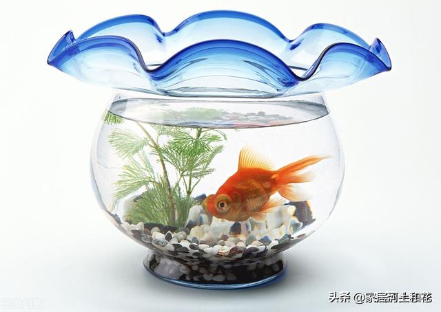玻璃鱼缸里的鱼为什么容易死（家里鱼缸养鱼老死什么原因）-第3张图片