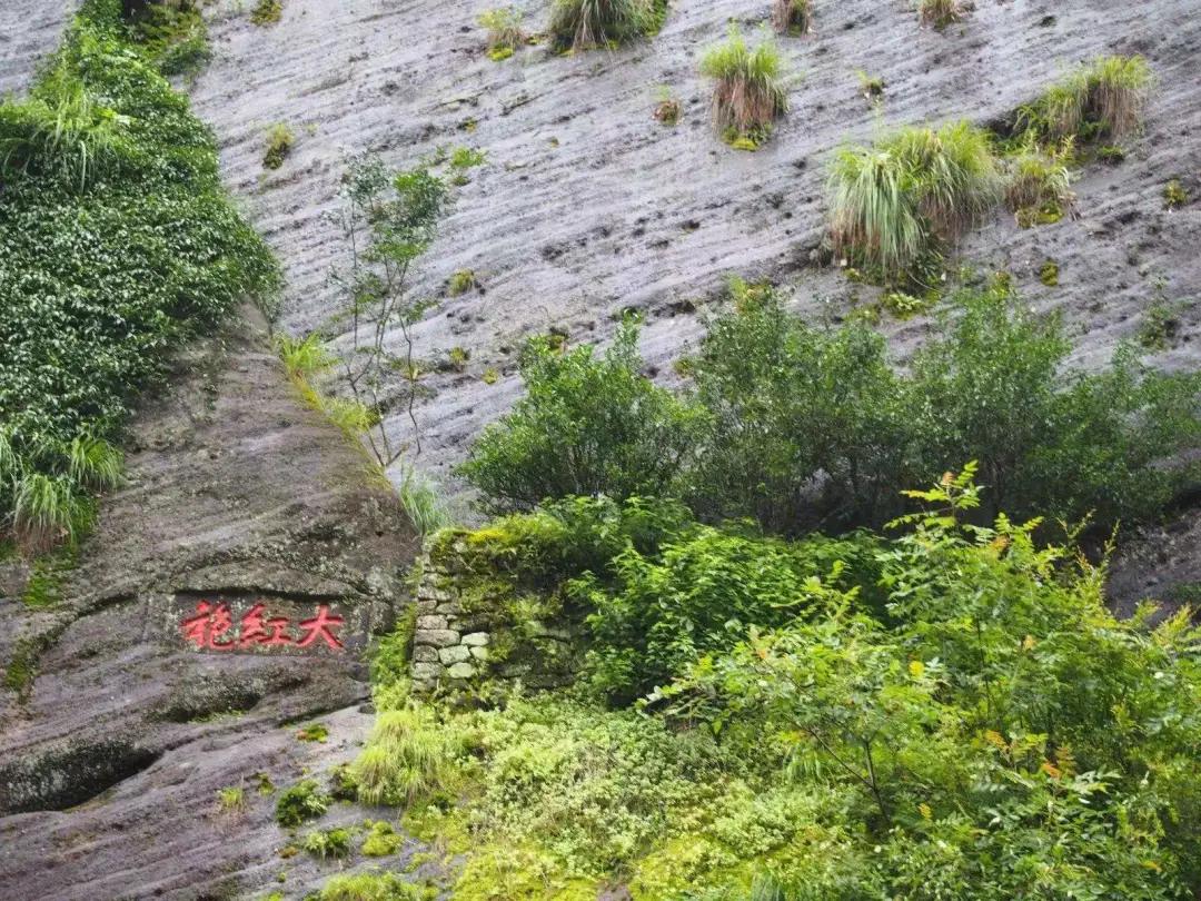 中国最贵茶叶排名（盘点全国价格最贵的十大天价茶叶）-第8张图片