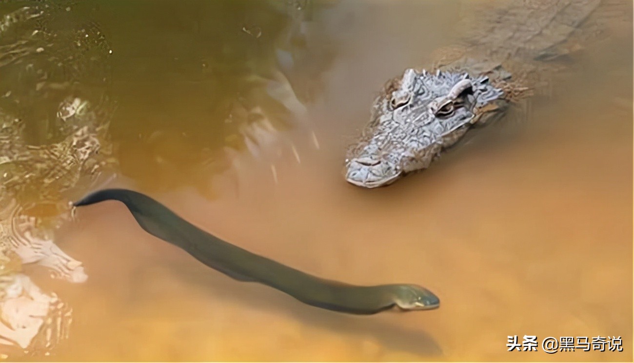 亚马逊河十大恐怖生物（亚马逊热带雨林区的特有生物）-第7张图片
