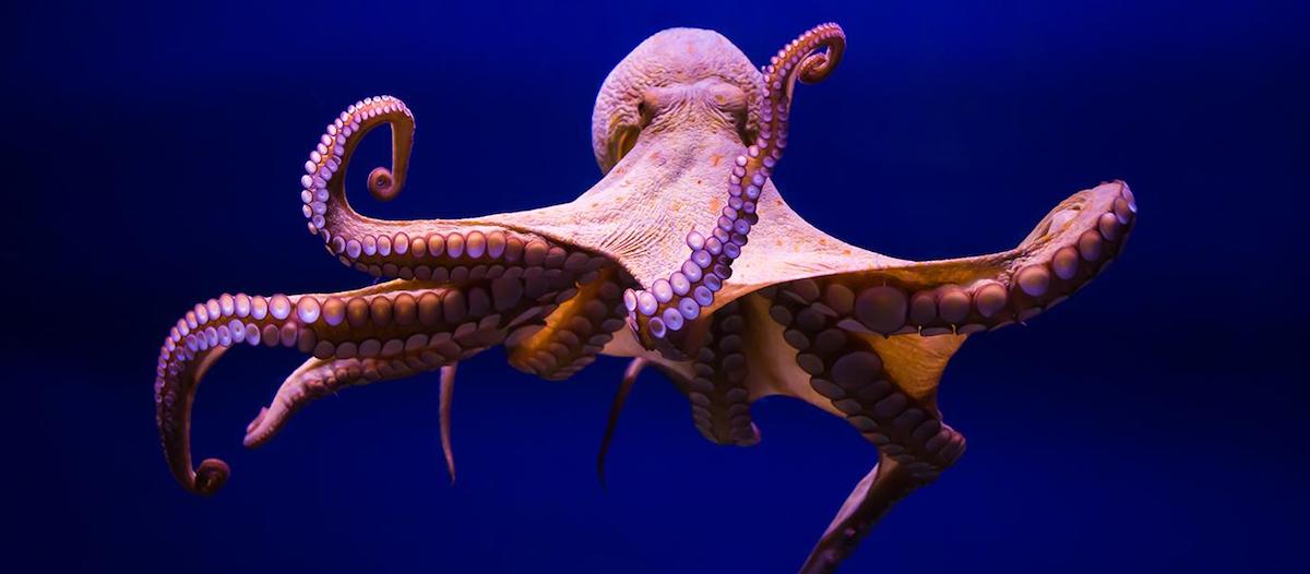 章鱼有几个心脏（通常章鱼比其它海洋生物多几个心脏）-第1张图片
