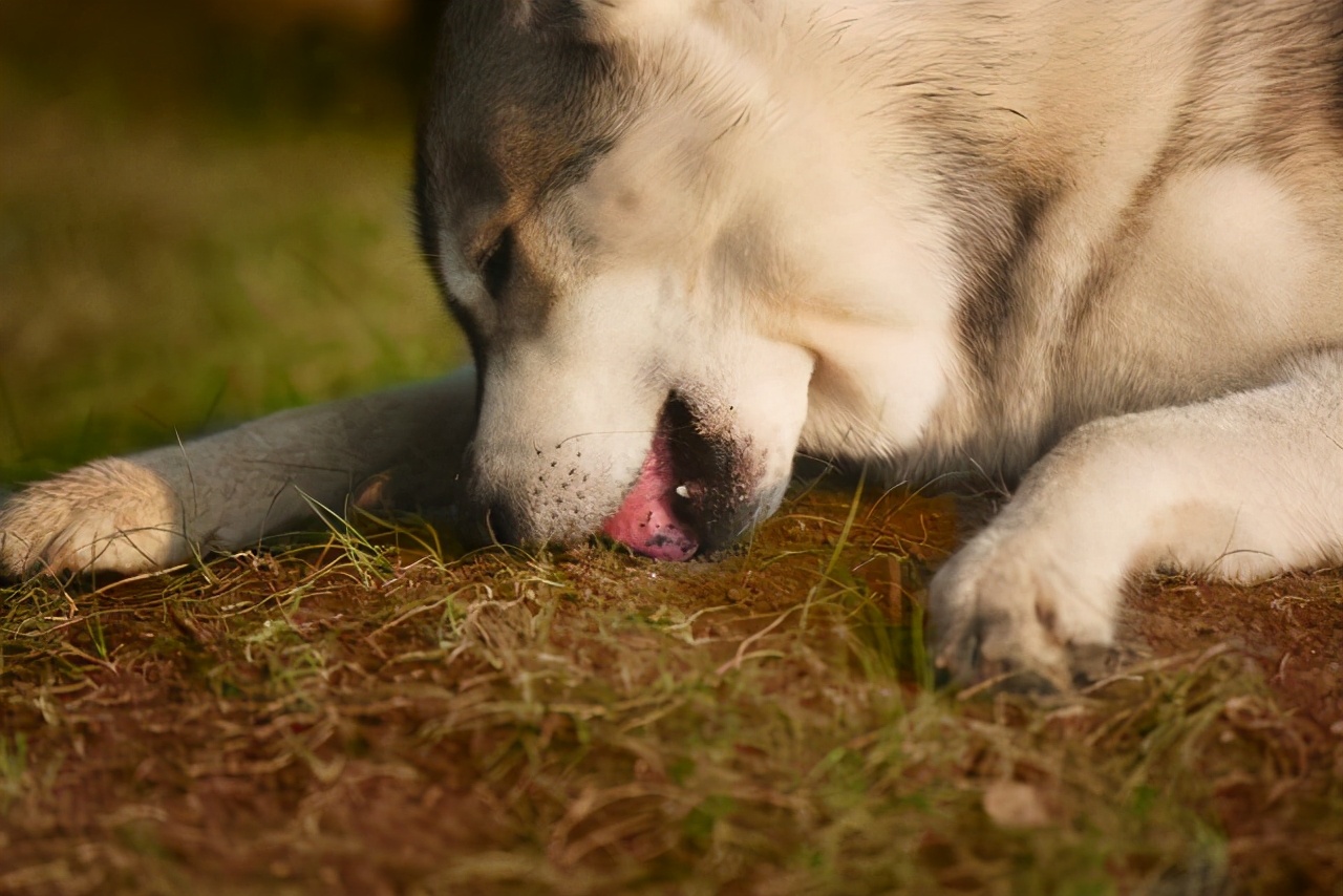 狗为什么喜欢吃屎的原因（怎么才有效阻止狗狗吃粪便）-第6张图片