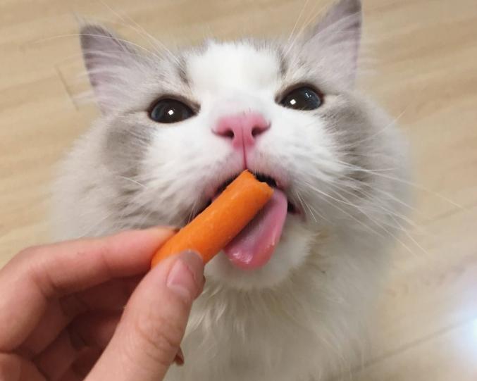 猫最爱吃的10种蔬菜水果（猫咪可以吃的蔬果有哪些）-第7张图片