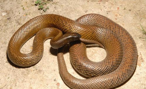 世界最毒的毒蛇第一名（被吉尼斯纪录认证的世界最毒之蛇）-第2张图片