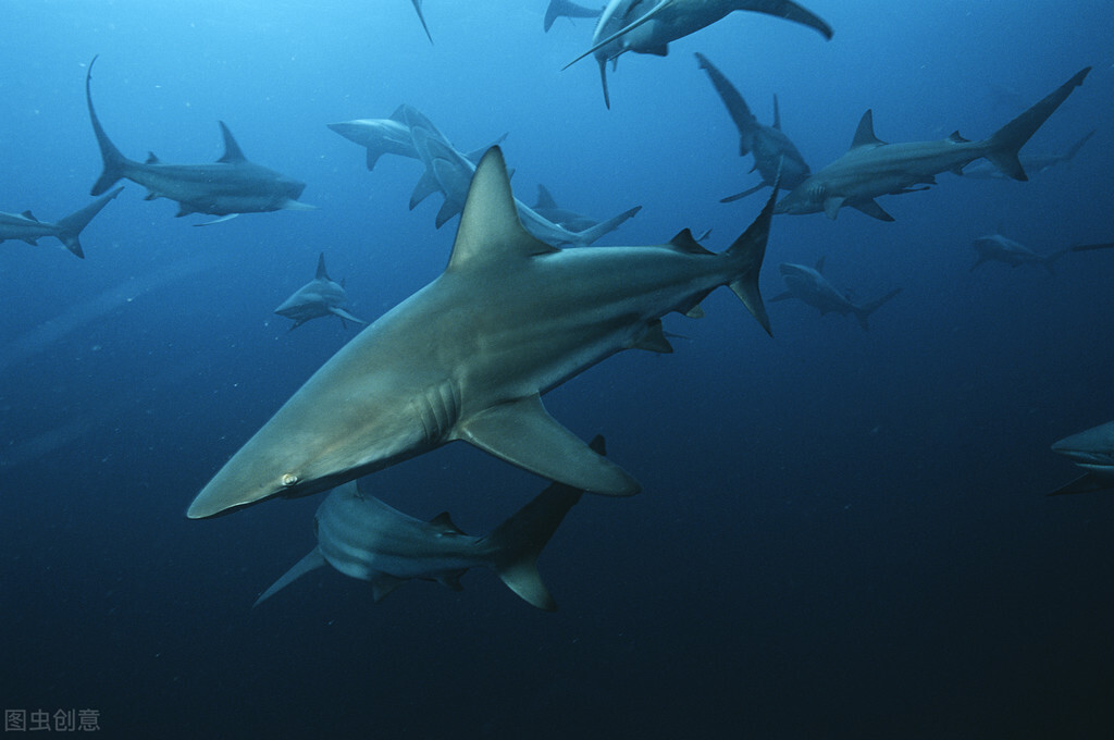 世界上十大恐怖鲨鱼排名（十大凶猛的鲨鱼排行榜）-第4张图片