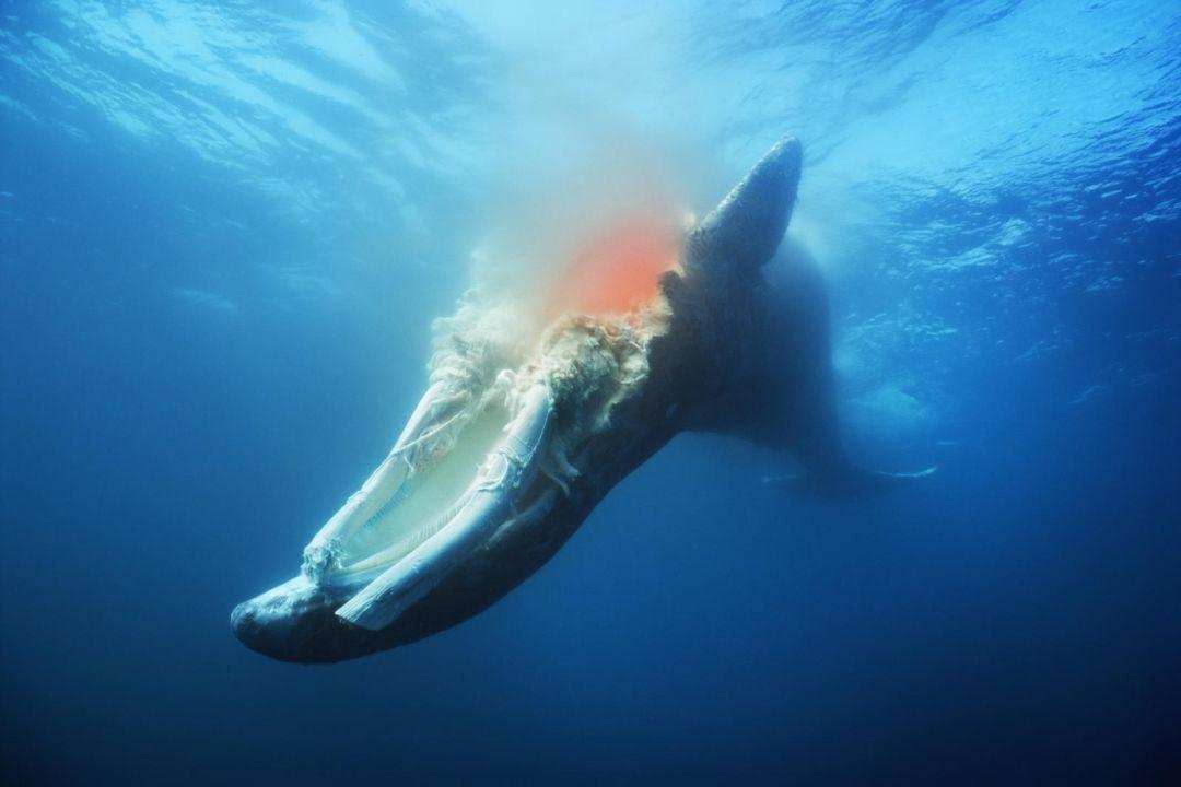 鲸落是什么意思（鲸落鲸爆是一种什么样的自然现象）-第3张图片