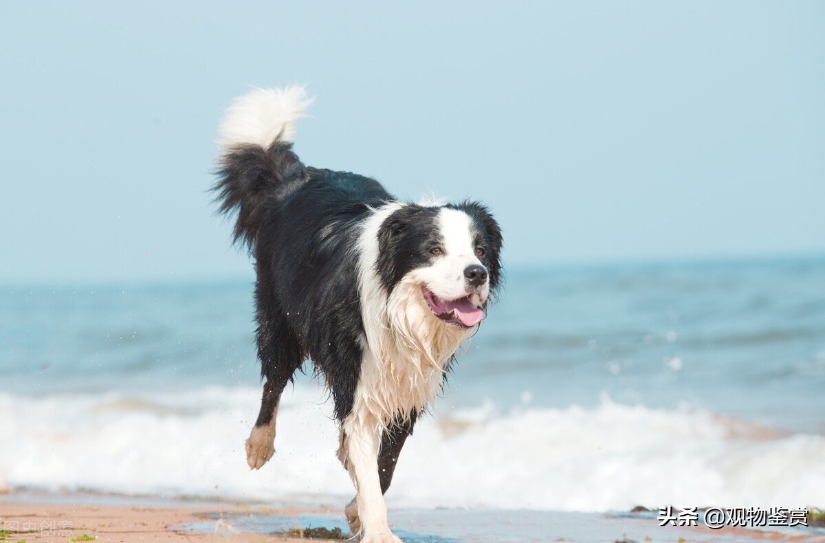 边牧是中型犬还是大型犬（边牧的食量受到什么因素的影响）-第3张图片