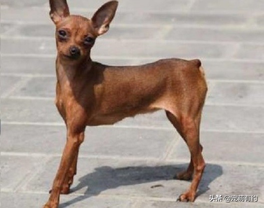 小鹿犬智商排名第几（小鹿犬的智商有多高怎么饲养）-第1张图片