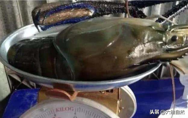 罗氏虾是淡水还是海水养殖（罗氏虾是海虾还是淡水虾）-第3张图片