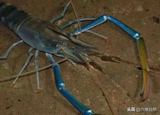 罗氏虾是淡水还是海水养殖（罗氏虾是海虾还是淡水虾）-第2张图片