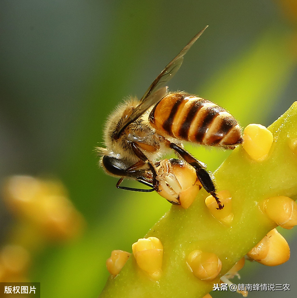 蜜蜂能活多久（工蜂是什么蜜蜂，最长可以活多长时间）-第1张图片