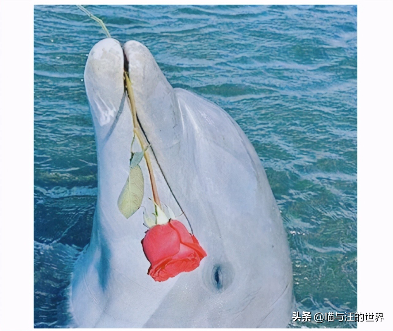 海豚的特点和生活特征（海豚的特点和外貌简单介绍）-第2张图片