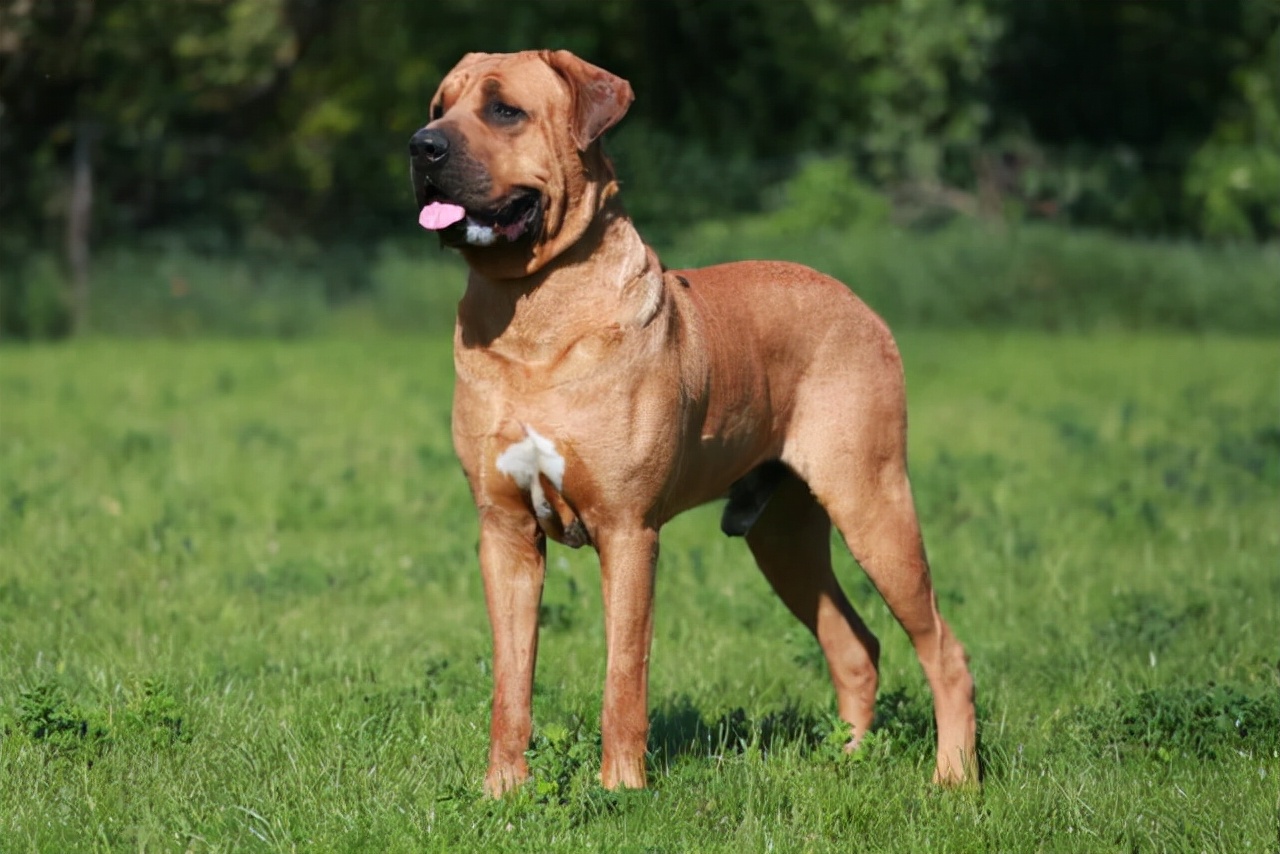 世界十大猛犬排行榜（全球打架最猛最凶残的狗是什么）-第8张图片