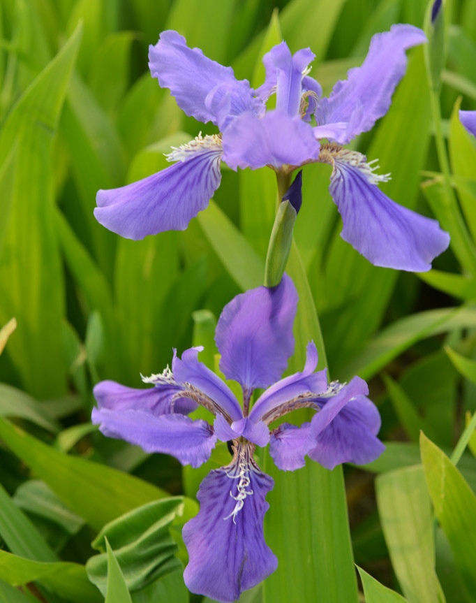 常见紫色的花有哪些（紫色花朵的花名都叫什么名字）-第40张图片
