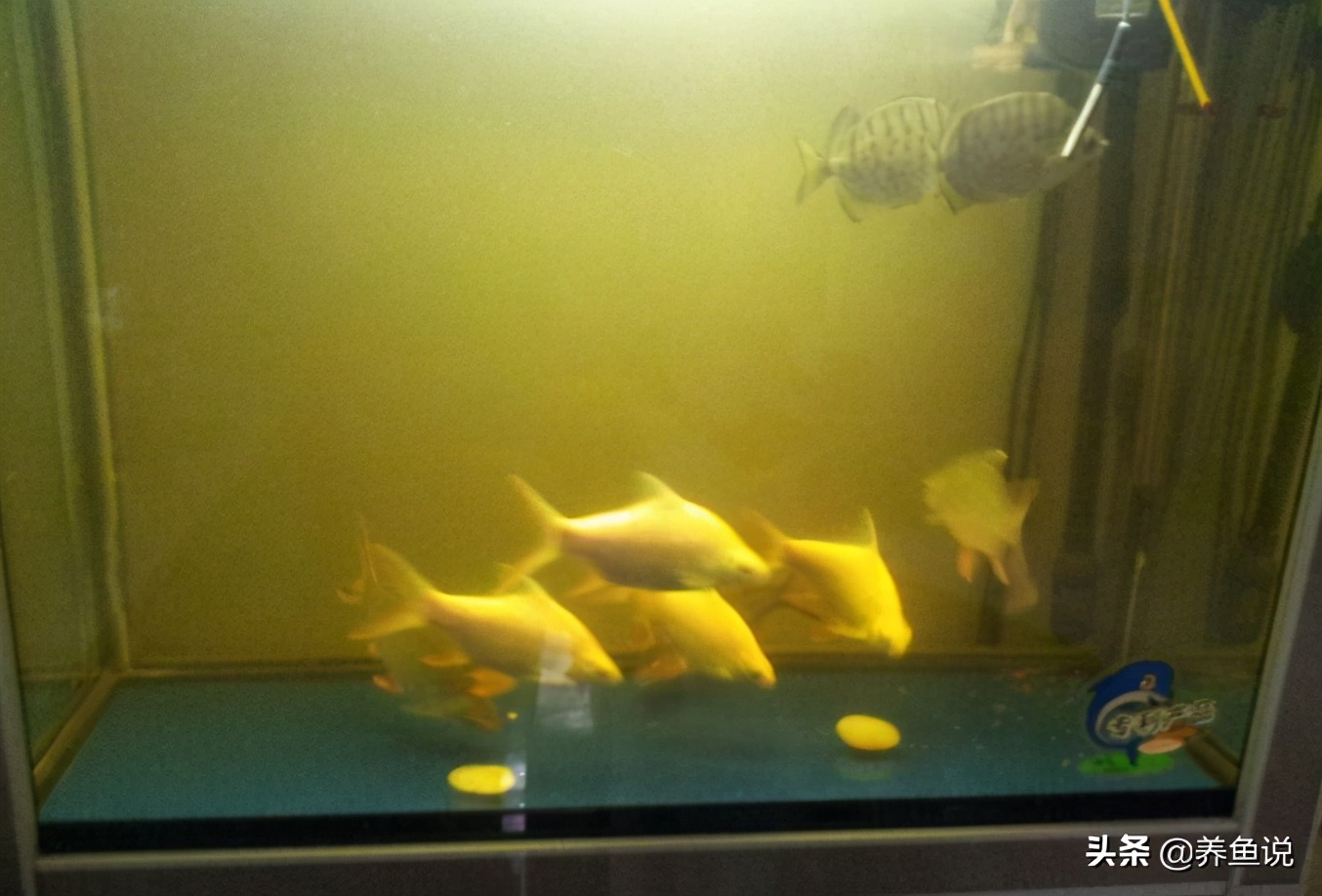鱼缸水发黄怎么回事（鱼缸水容易发黄的原因及解决方案）-第1张图片