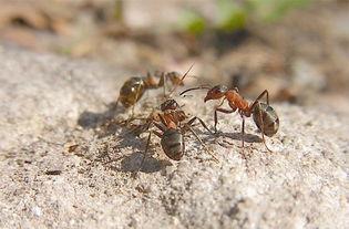 蚂蚁怎么养才能养好呢（人工养殖的蚂蚁有什么作用）-第4张图片
