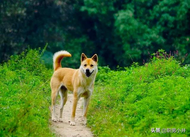 狗和狼可以繁育后代吗（狼和狗生育后是什么样的狗）-第4张图片