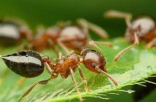 蚂蚁怎么养才能养好呢（人工养殖的蚂蚁有什么作用）-第3张图片