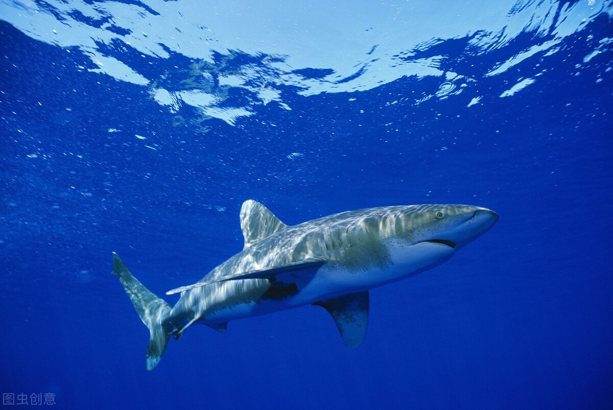 世界上十大恐怖鲨鱼排名（十大凶猛的鲨鱼排行榜）-第2张图片